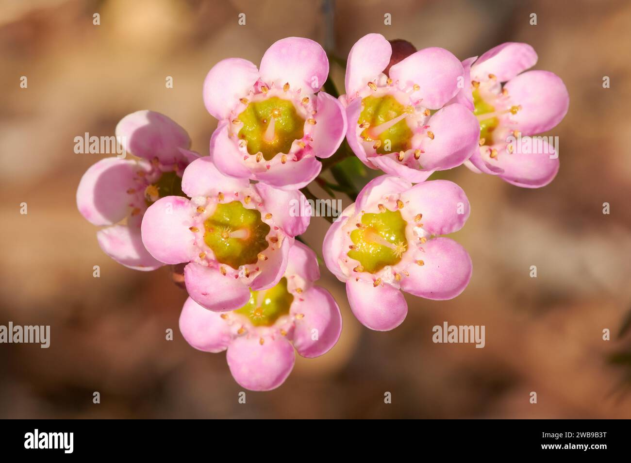 Eine einheimische australische Wachsblume, eine Sorte von Chamelaucium, mit rosa und weißen Blüten und grünen Zentren, die häufig in der Schnittblumenindustrie verwendet wird. Stockfoto