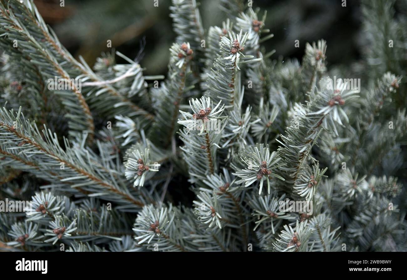 KIEW, UKRAINE - 09. JANUAR 2024 - Sammelstelle für Weihnachtsbäume für ökologisches Recycling im Yunist Park im Bezirk Sviatoschyno in Kiew, Capita Stockfoto
