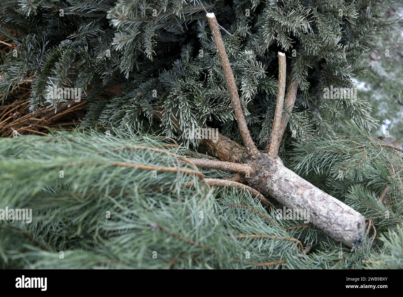 KIEW, UKRAINE - 09. JANUAR 2024 - Sammelstelle für Weihnachtsbäume für ökologisches Recycling im Yunist Park im Bezirk Sviatoschyno in Kiew, Capita Stockfoto