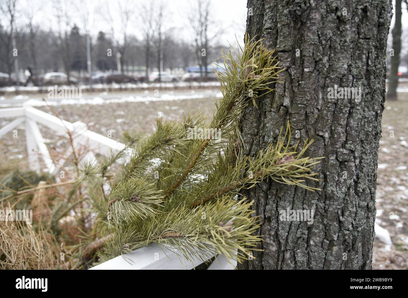 KIEW, UKRAINE - 09. JANUAR 2024 - Sammelstelle für Weihnachtsbäume für ökologisches Recycling im Yunist Park im Bezirk Sviatoschyno in Kiew, Capita Stockfoto