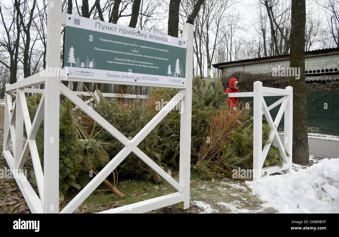 KIEW, UKRAINE - 09. JANUAR 2024 - Sammelstelle für Weihnachtsbäume für ökologisches Recycling im Yunist Park im Bezirk Sviatoschyno in Kiew, Capita Stockfoto