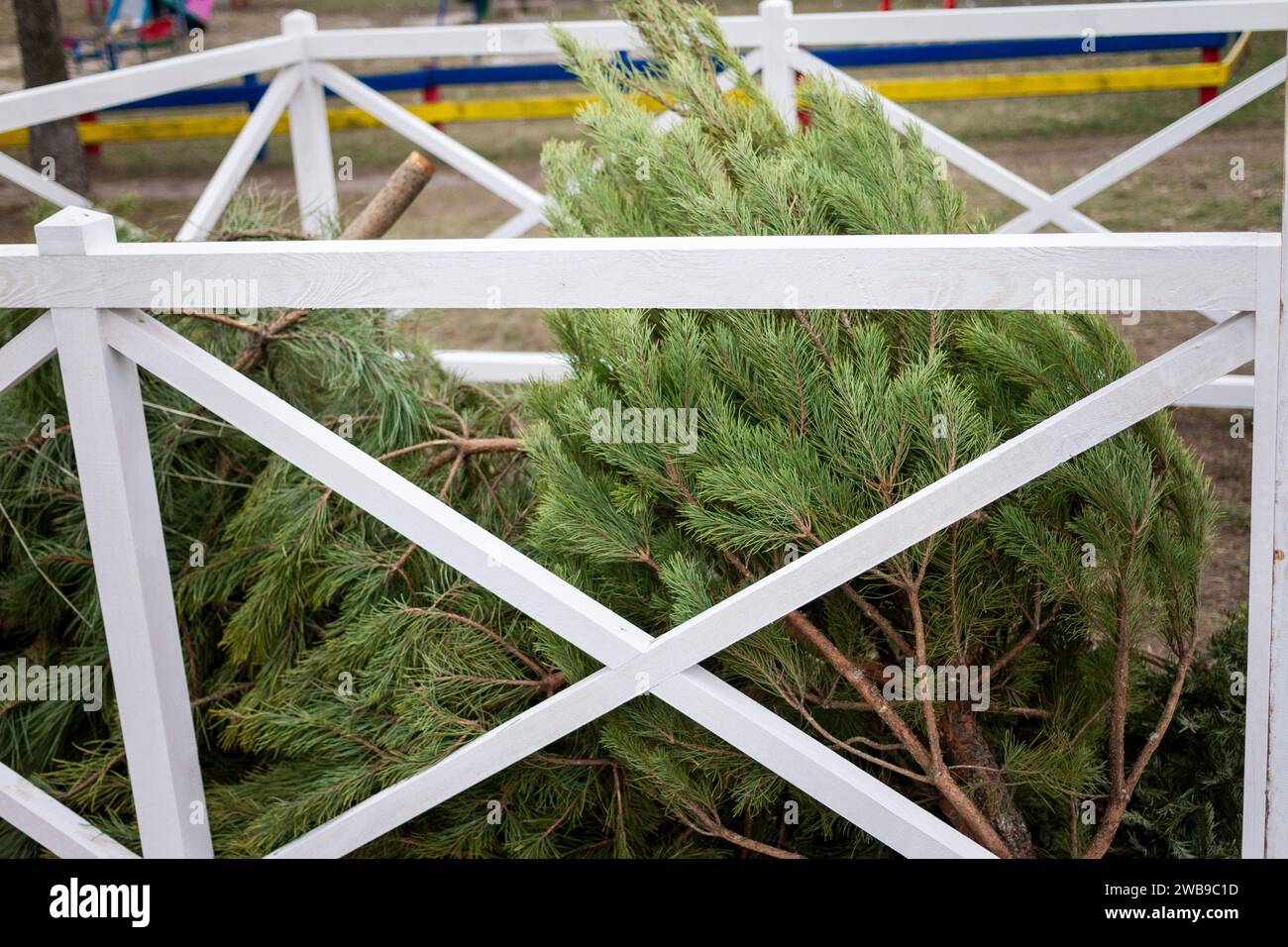 KIEW, UKRAINE - 09. JANUAR 2024 - Sammelstelle für den Weihnachtsbaum für das ökologische Recycling an der Ecke Symyrenko und Hryhorovych-Barskyi Straßen Stockfoto