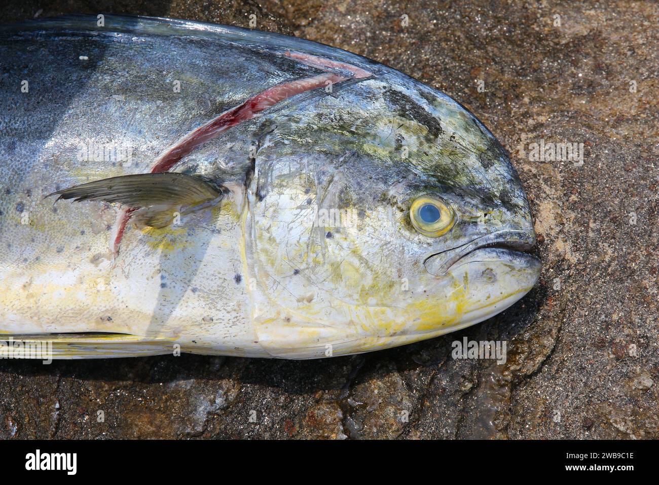 Gewöhnliche Delfinfische, auch bekannt als Mahi-Mahi. Frischer Fisch aus Buzios, Brasilien. Stockfoto