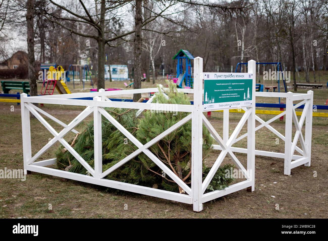 KIEW, UKRAINE - 09. JANUAR 2024 - Sammelstelle für den Weihnachtsbaum für das ökologische Recycling an der Ecke Symyrenko und Hryhorovych-Barskyi Straßen Stockfoto