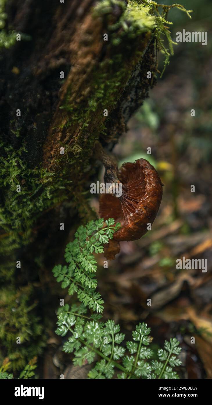 Pilze wachsen auf Bäumen im Wald Stockfoto