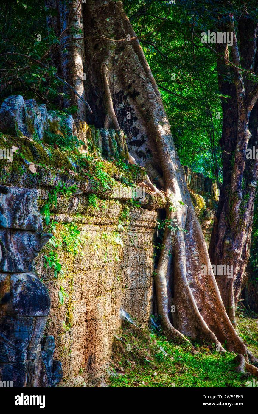 Wahrzeichen Kambodschas. Preah Khan - verlassen Sie den Dschungel-Khmer-Tempel in Angkor Thom. HDR-Foto. Stockfoto