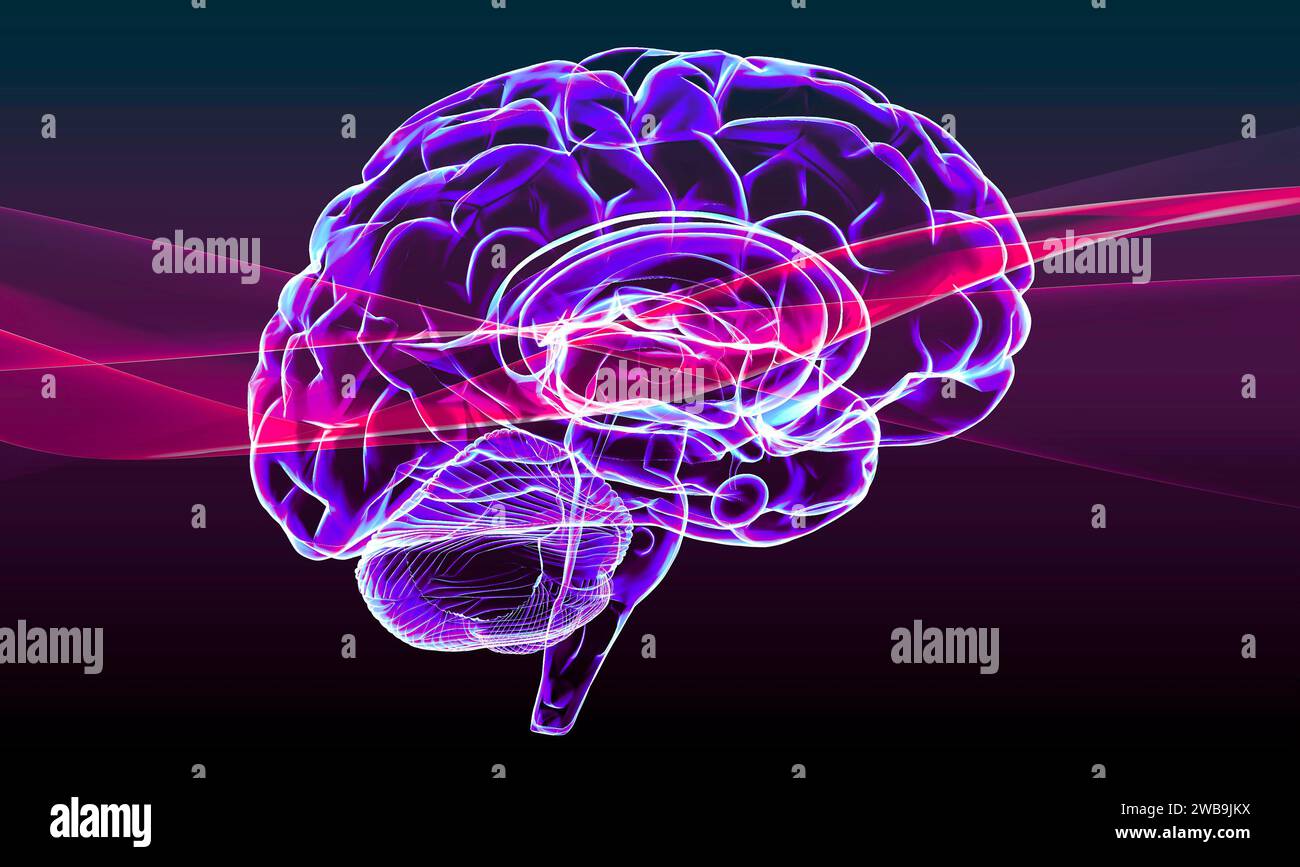 Abschnitt eines Gehirns im Profil, Teile des Gehirns. Degenerative Erkrankungen, Parkinson, Synapsen, Neuronen, Alzheimer Menschliche Anatomie, Hirnscan Stockfoto