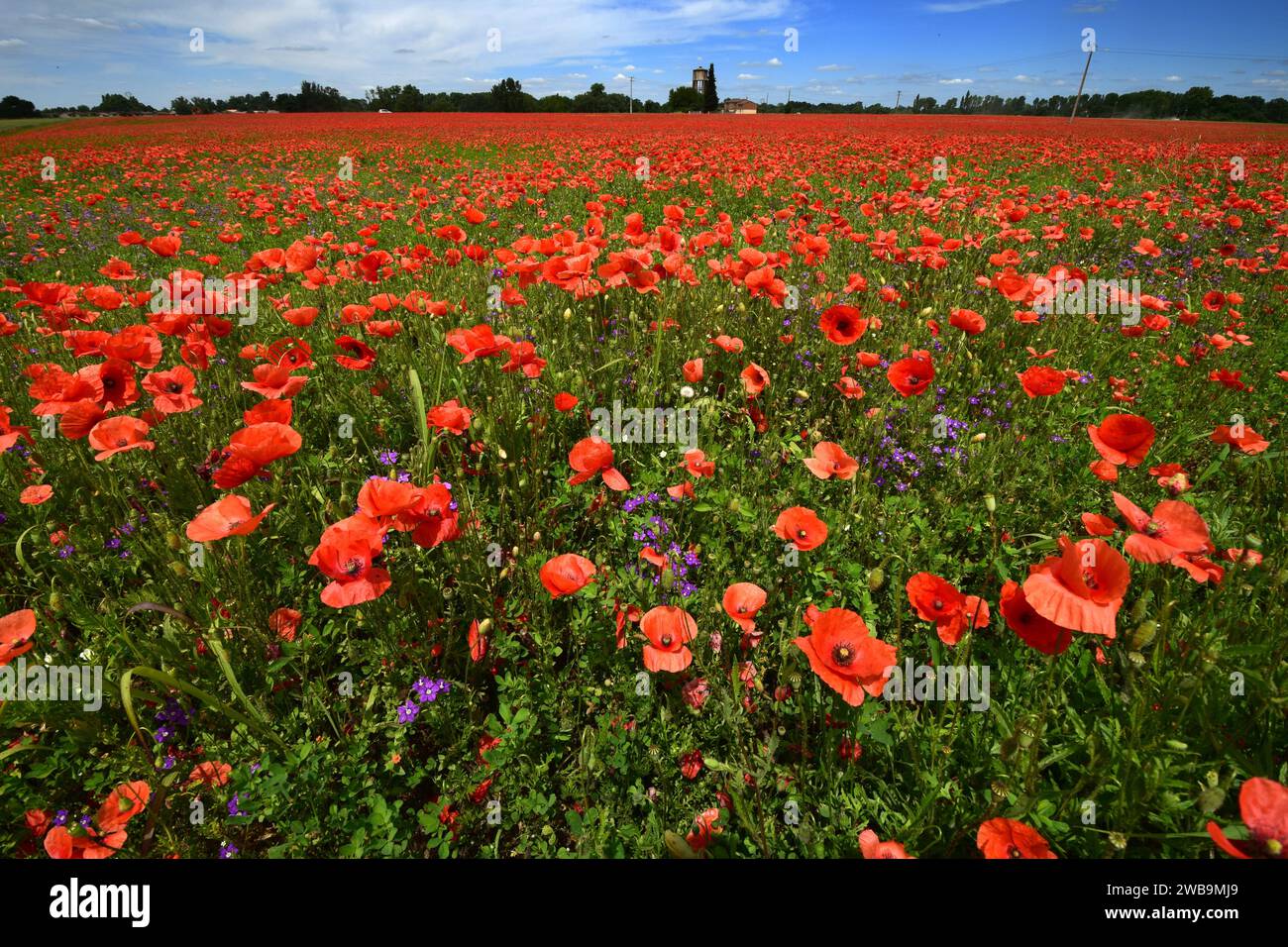 Mohnblumen auf einem weiten Feld, soweit das Auge reicht Stockfoto
