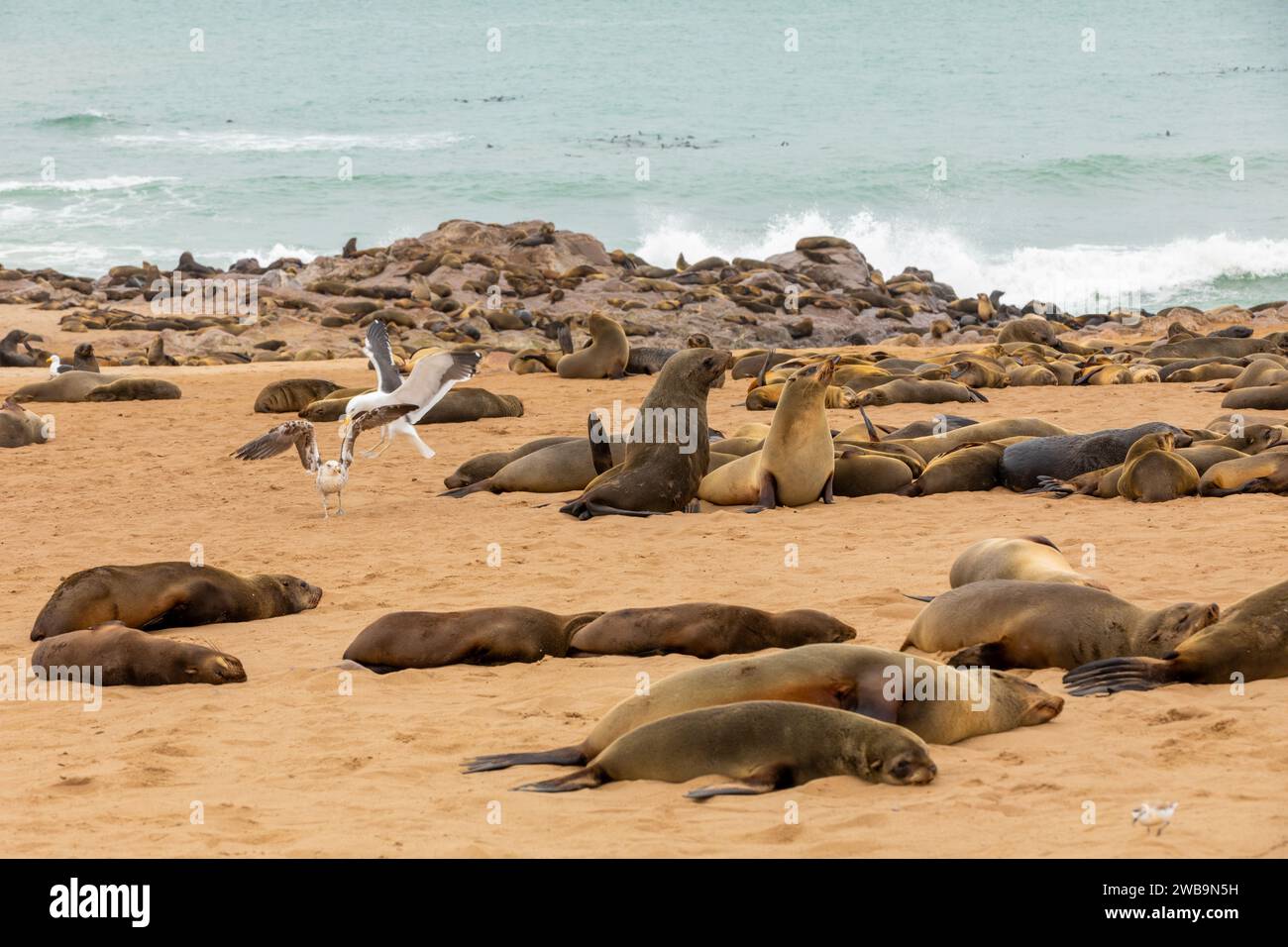 Kappelzrobben, in einer der größten Kolonien dieser Art, ruhen an der Skelettküste Namibias. Stockfoto