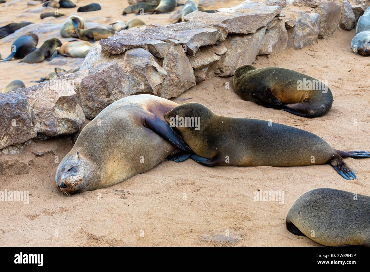 Ein Kappelzrobbe saugt seinen Jungen entlang der Skelettküste Namibias. Stockfoto