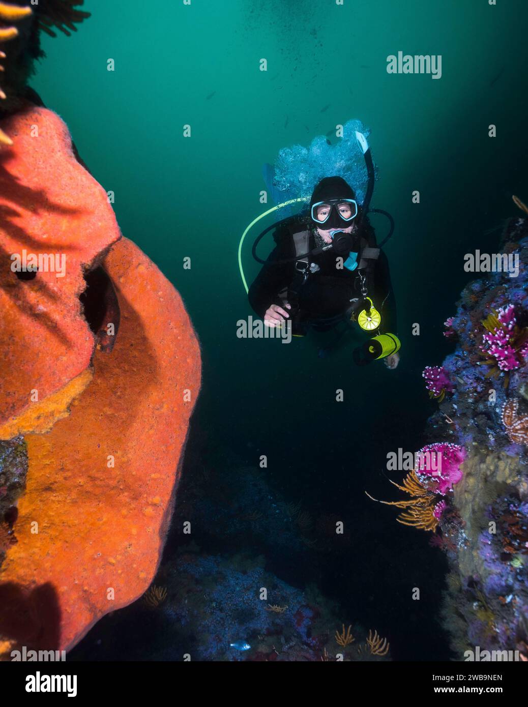 Eine weibliche Taucherin schwimmt unter Wasser durch das Riff neben einem großen orangen Wandschwamm (Spirastrella spinispirulifera) Stockfoto