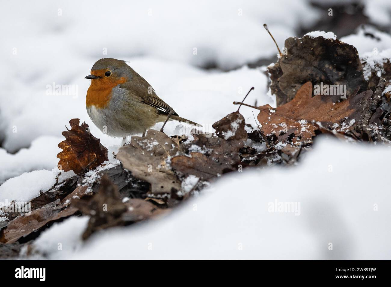 Paris, Frankreich. Januar 2024. Ein rotkehlchen spaziert im Schnee im Wildtier- und Waldpark Rambouillet in der Nähe von Paris, Frankreich, 9. Januar 2024. Quelle: Aurelien Morissard/Xinhua/Alamy Live News Stockfoto