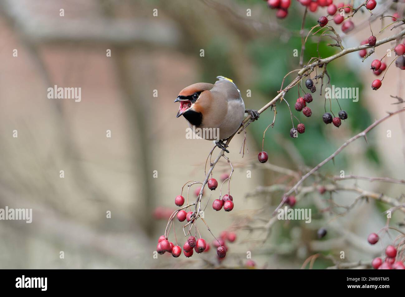 Böhmischer Wachsflügel-Bombycilla garrulus auf Weißdornbeeren -Crataegus monogyna. Winter. Uk Stockfoto