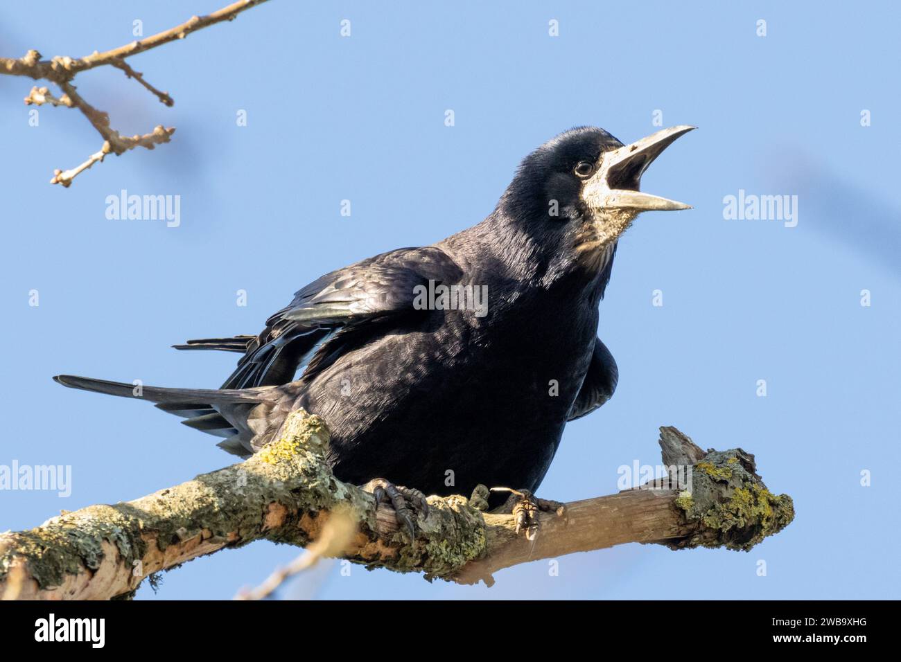 Rook, Corvus frugilegus auf einem Baum in Sussex, Großbritannien Stockfoto