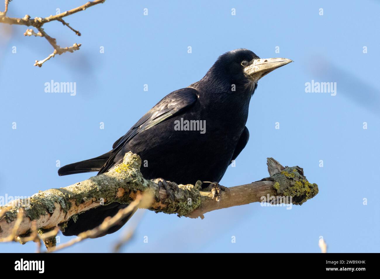 Rook, Corvus frugilegus auf einem Baum in Sussex, Großbritannien Stockfoto