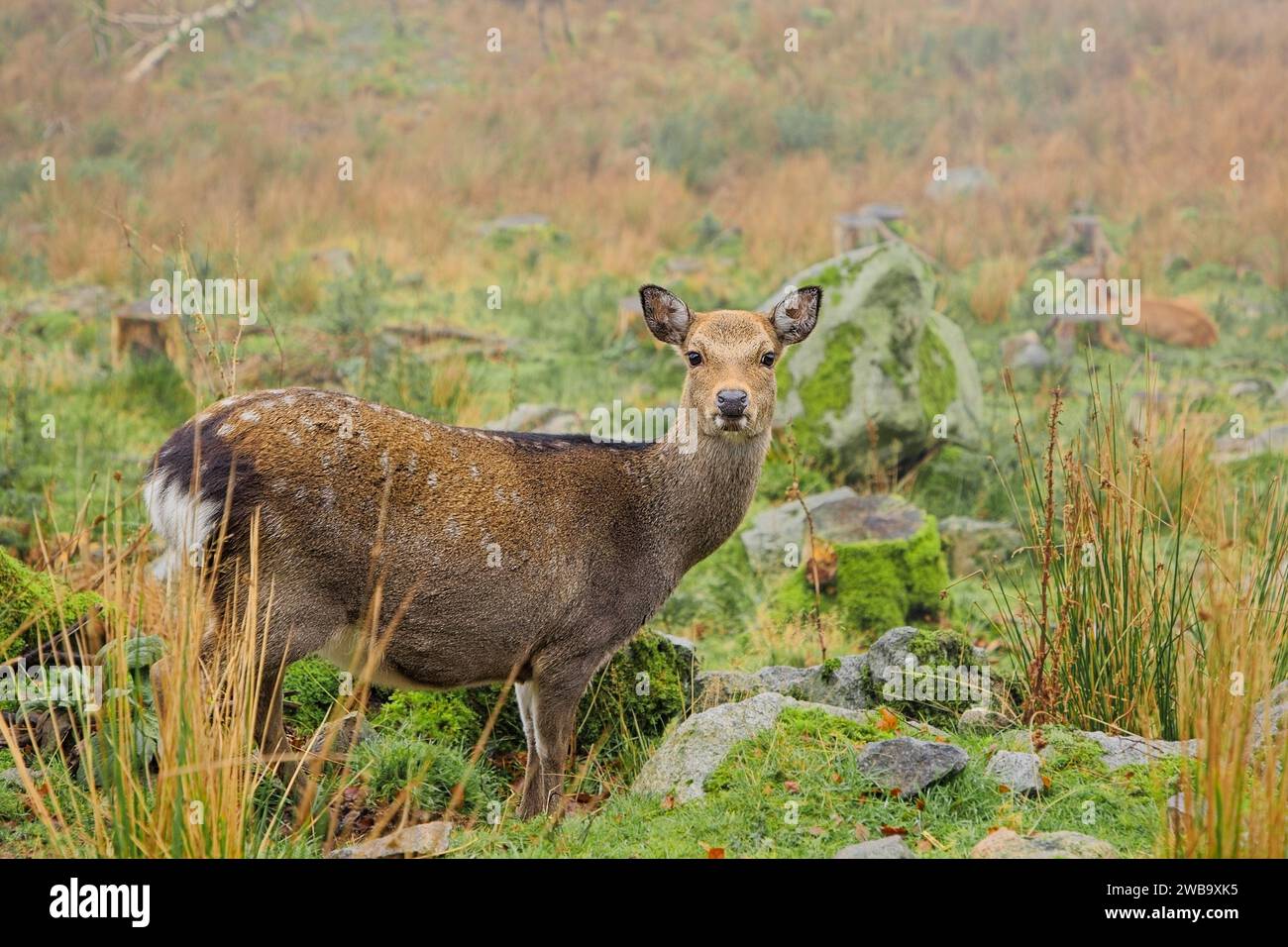 Weibliches Sika-Hirsch, das zwischen Felsen und Felsbrocken steht und auf die Kamera blickt Stockfoto