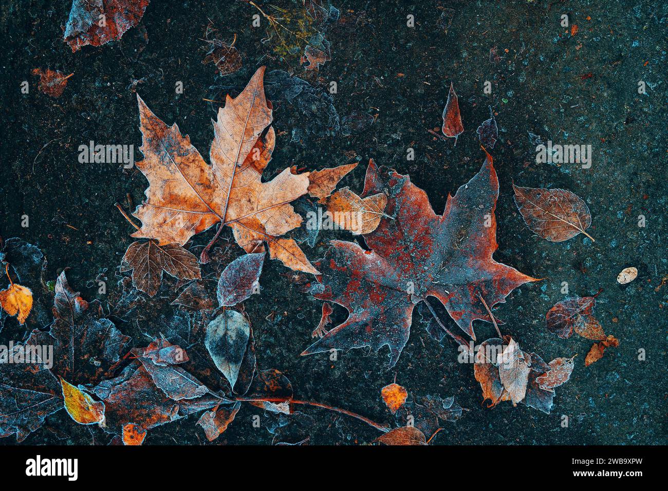 Gefrorene Ahornblätter auf dem Boden am frostigen Wintermorgen, direkt darüber Stockfoto