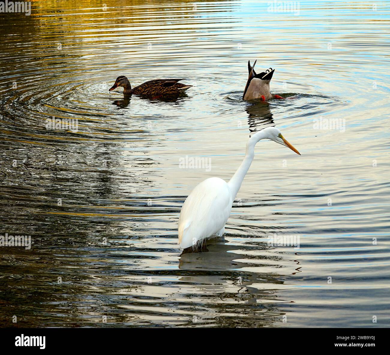 Ein ruhiger Reiher beobachtet, während Enten fressen und herumtoben und verspielte Wellen im goldenen Wasser des Agua Caliente Parks erzeugen. Stockfoto