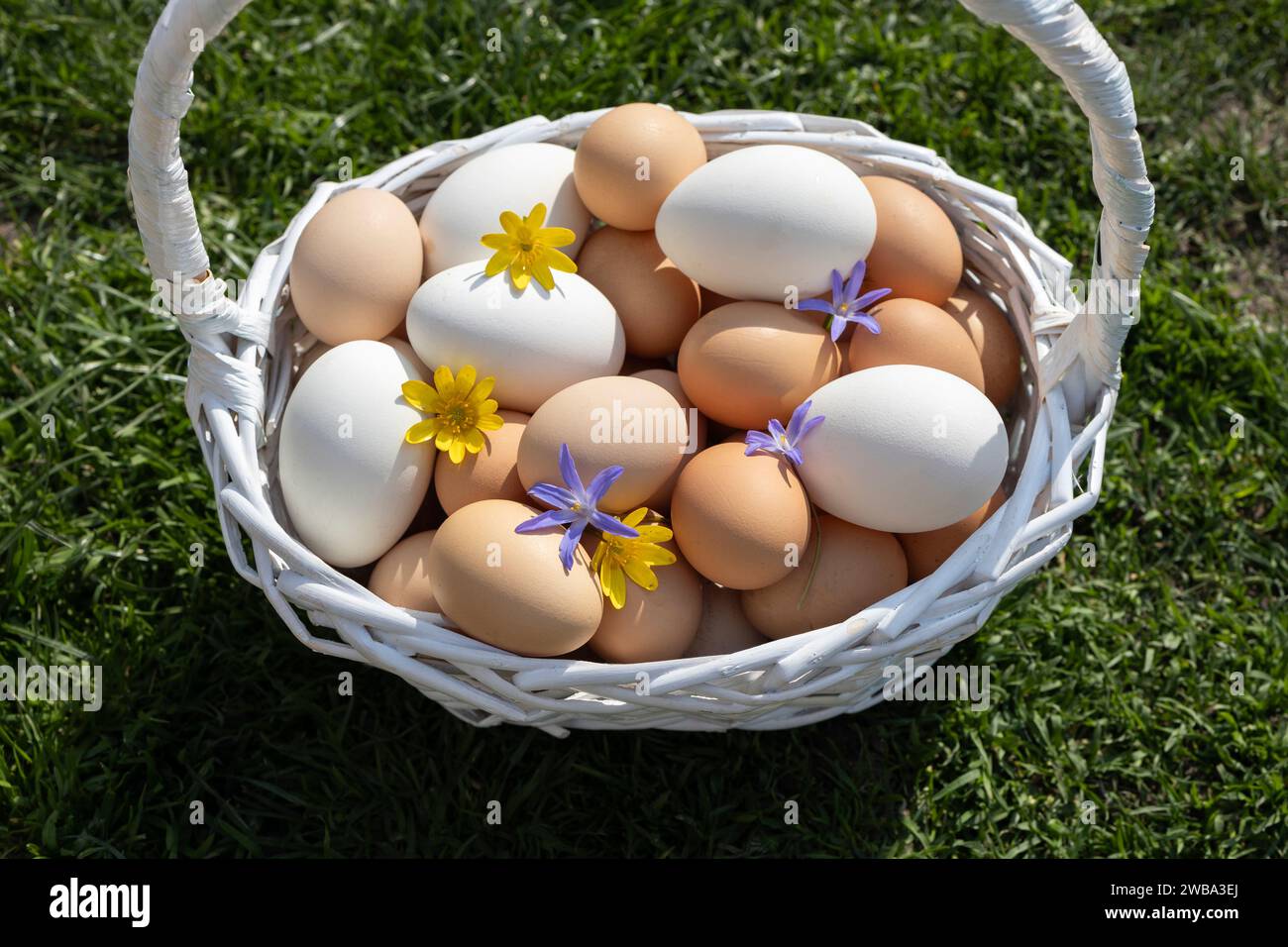 Mehrere Dutzend frisch gesammelte Hühnereier in einem Korb auf dem Gras an einem sonnigen Tag. Vorbereitung auf Ostern. Geflügelhaltung. Organische Ernährung. Stockfoto