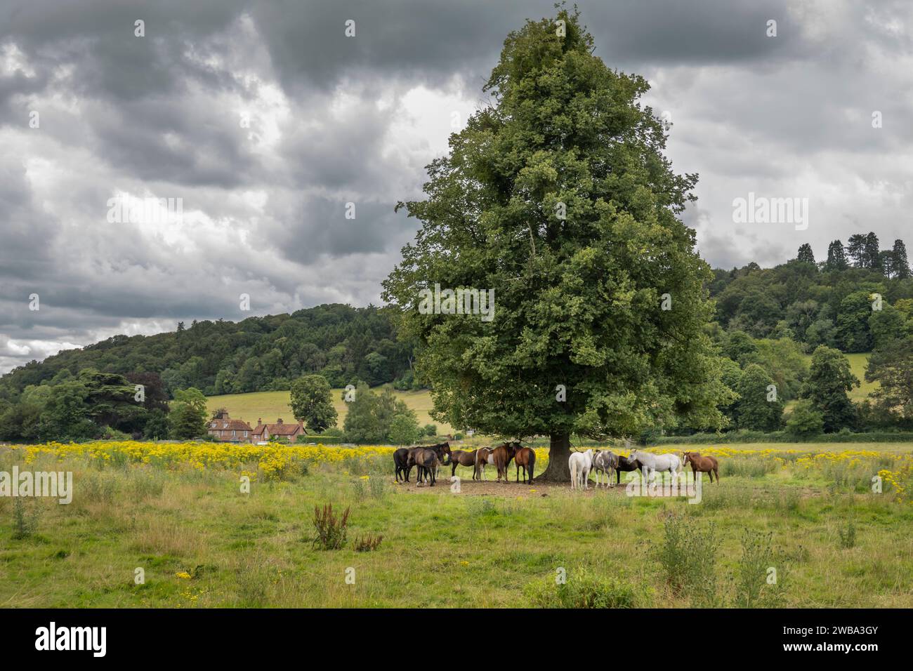 Pferde, die unter Bäumen auf der Sommerwiese stehen, Hambleden, Chiltern Hills AONB, Buckinghamshire, England, Vereinigtes Königreich, Europa Stockfoto