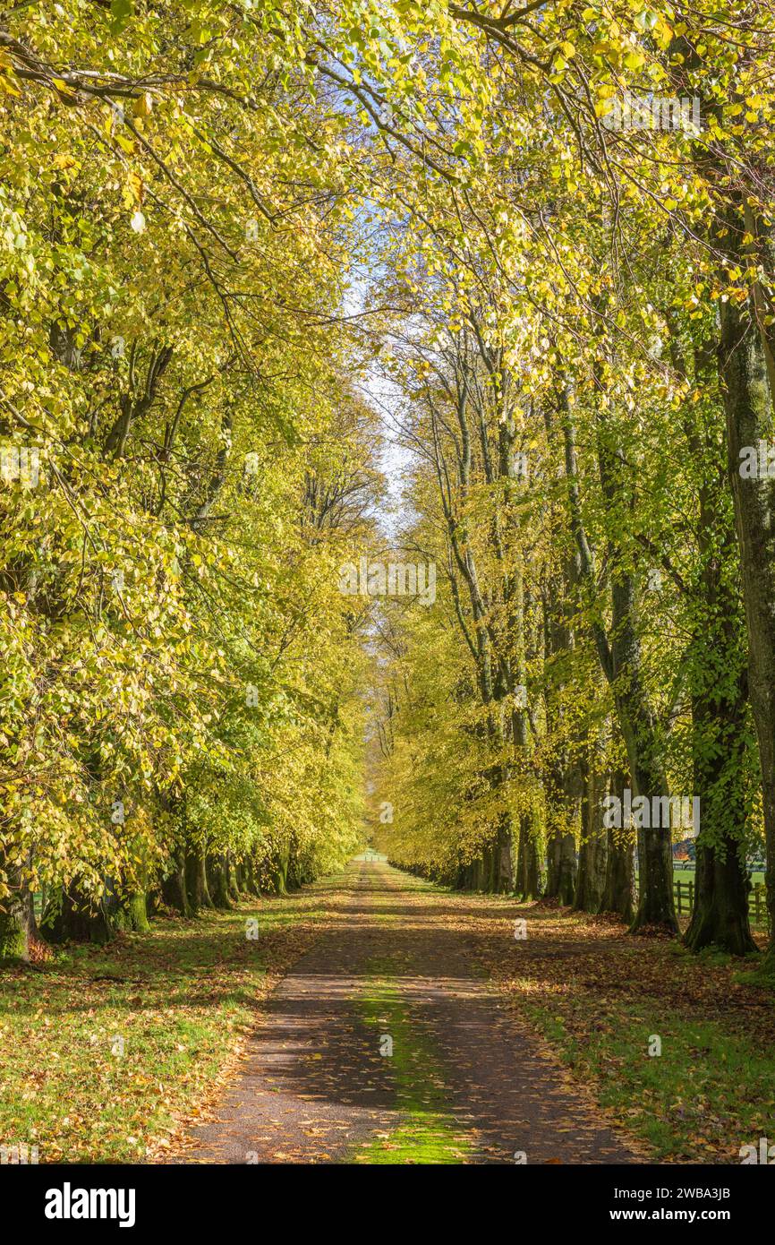 Avenue of Trees in Herbstfarbe, Buckinghamshire, England, Großbritannien Stockfoto
