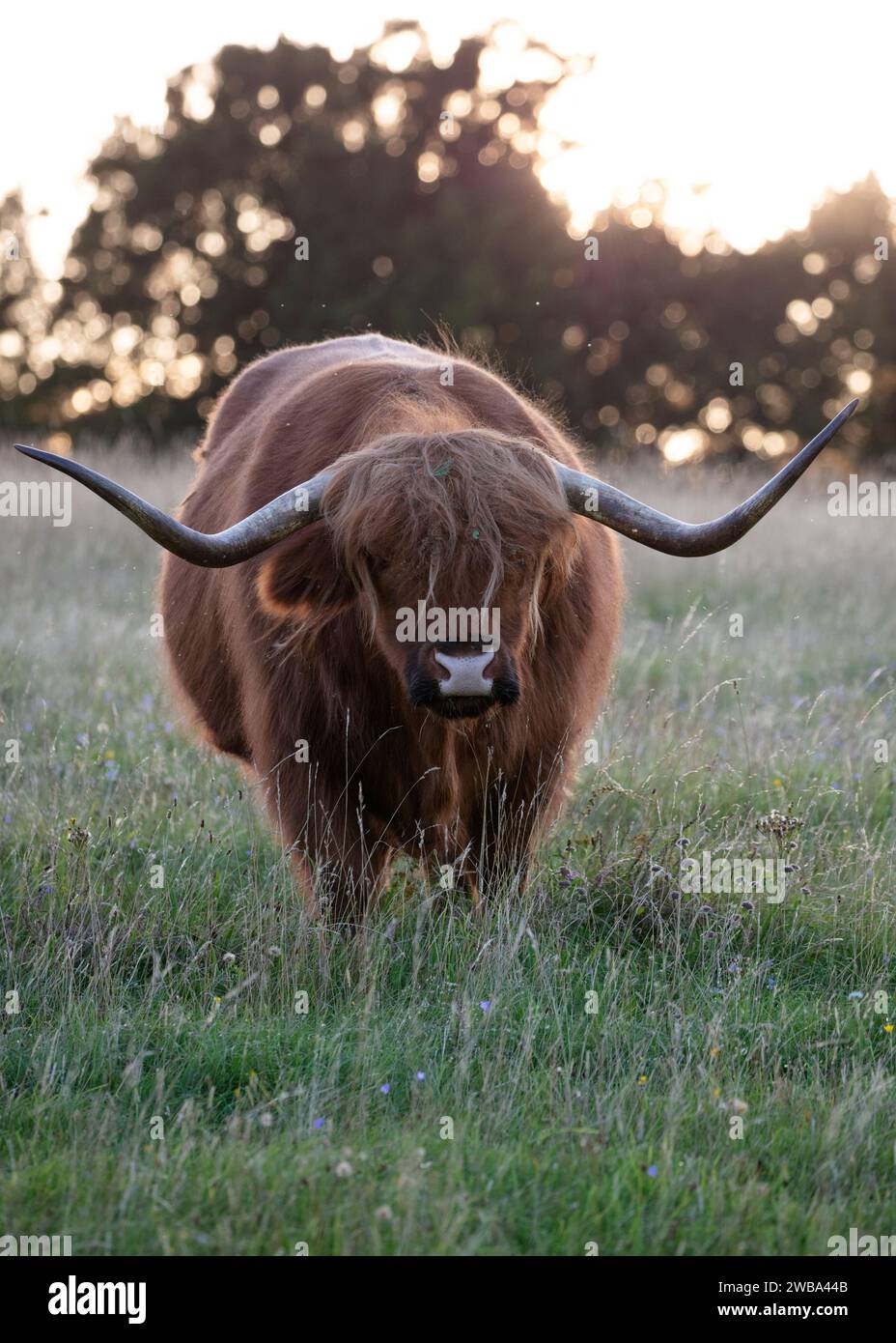 Highland Cow auf dem Danebury Iron Age Hill, Stockbridge, Test Valley, Hampshire, England, Vereinigtes Königreich, Europa Stockfoto