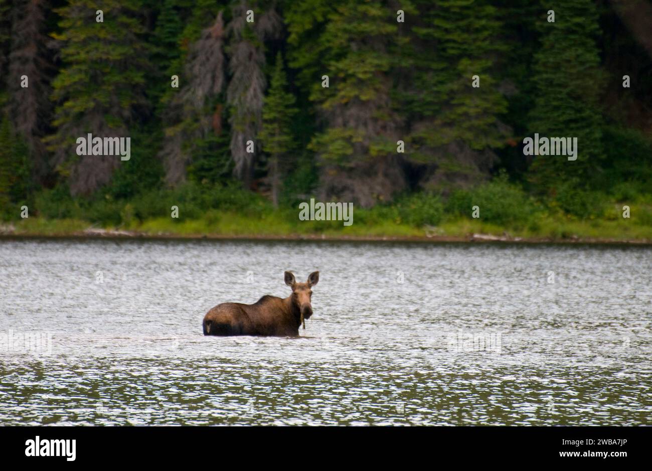 Elch am Scott Lake, Great Bear Wilderness, Flathead National Forest, Montana Stockfoto