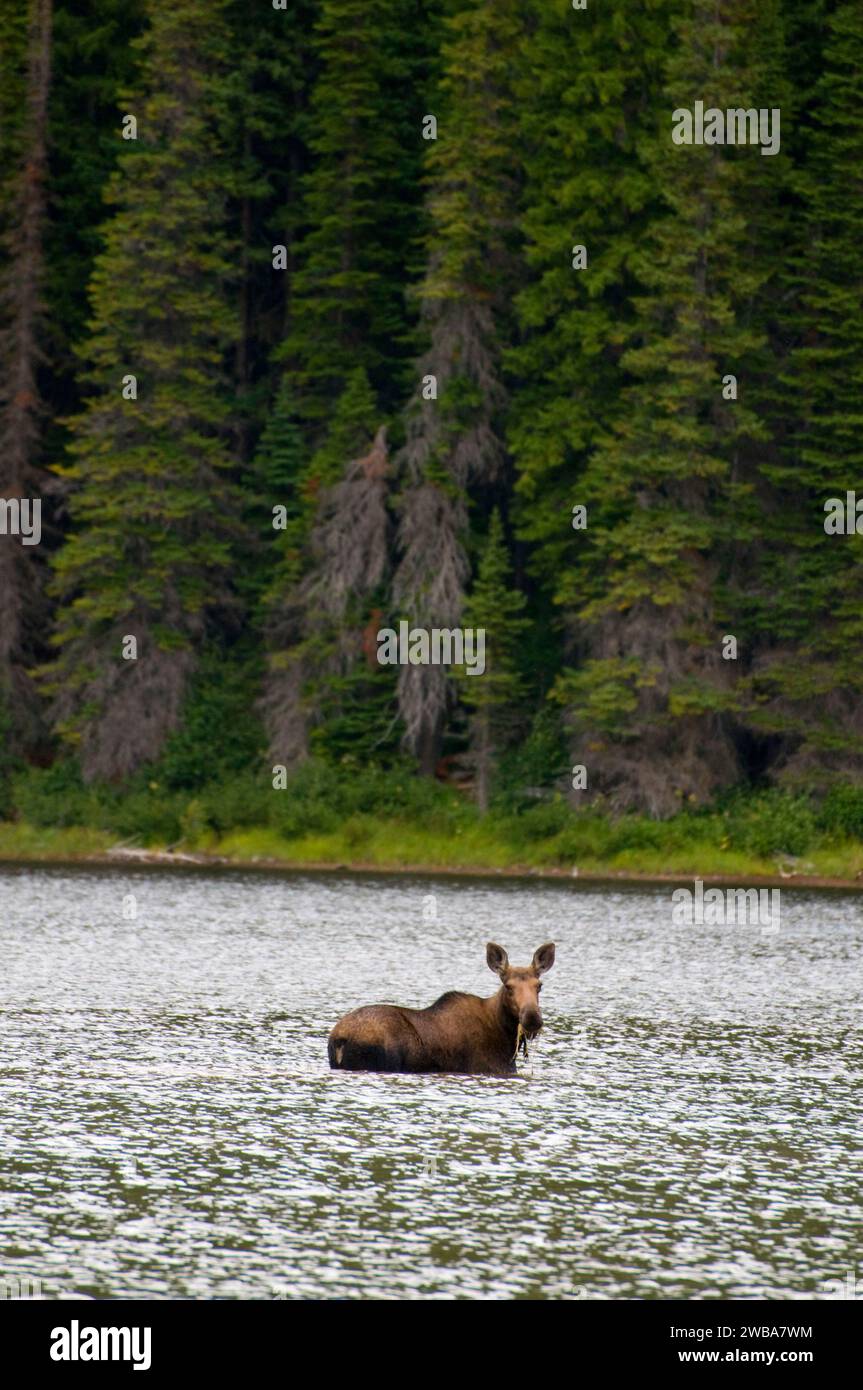 Elch am Scott Lake, Great Bear Wilderness, Flathead National Forest, Montana Stockfoto