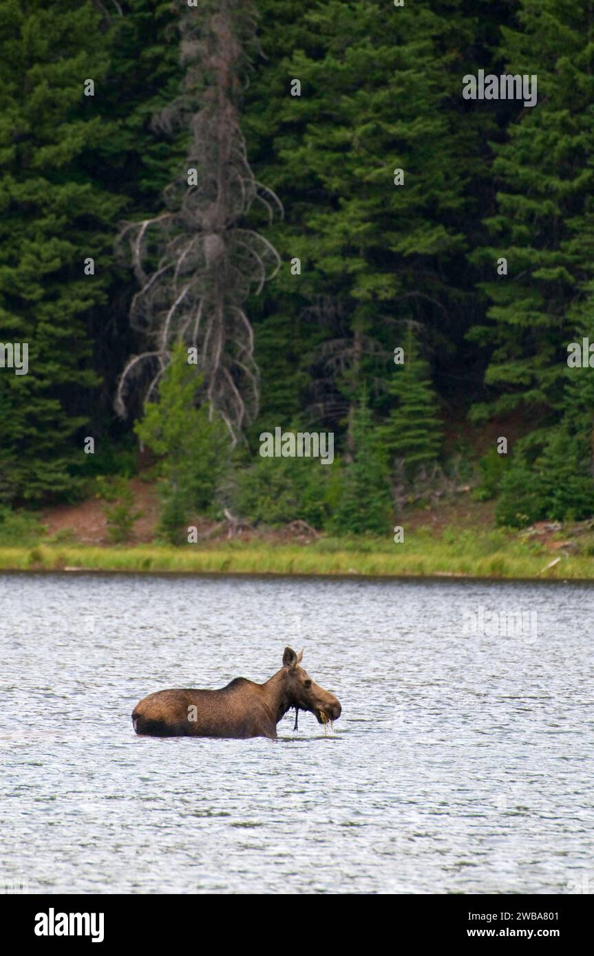 Elch am Scott Lake, Great Bear Wilderness, Flathead National Forest, Montana Stockfoto