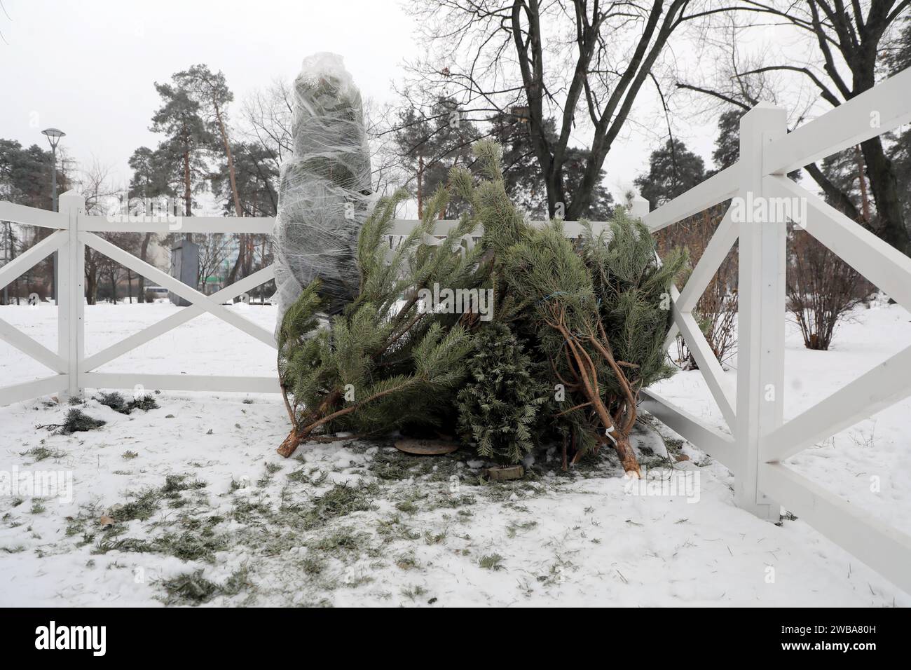 KIEW, UKRAINE - 09. JANUAR 2024 - Sammelstelle für Weihnachtsbäume für ökologisches Recycling in der Kioto-Straße, Kiew, Hauptstadt der Ukraine. Stockfoto