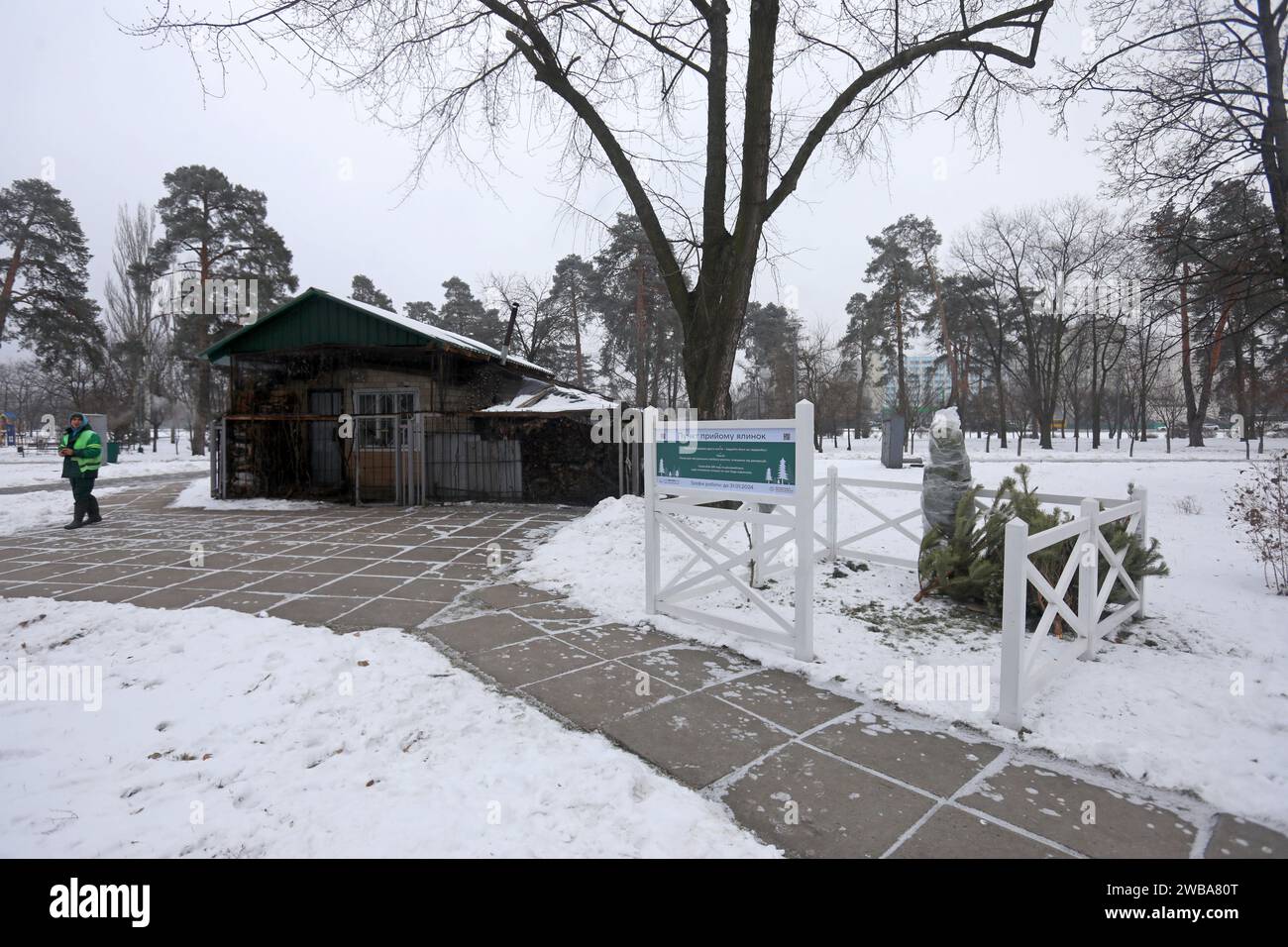 KIEW, UKRAINE - 09. JANUAR 2024 - Sammelstelle für Weihnachtsbäume für ökologisches Recycling in der Kioto-Straße, Kiew, Hauptstadt der Ukraine. Stockfoto