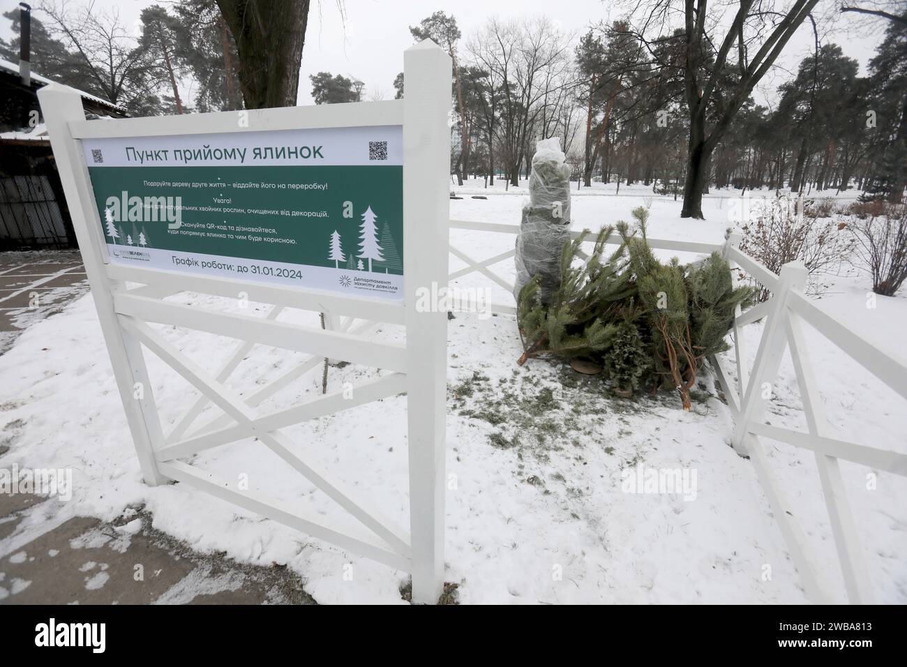KIEW, UKRAINE - 09. JANUAR 2024 - Sammelstelle für Weihnachtsbäume für ökologisches Recycling in der Kioto-Straße, Kiew, Hauptstadt der Ukraine. Stockfoto