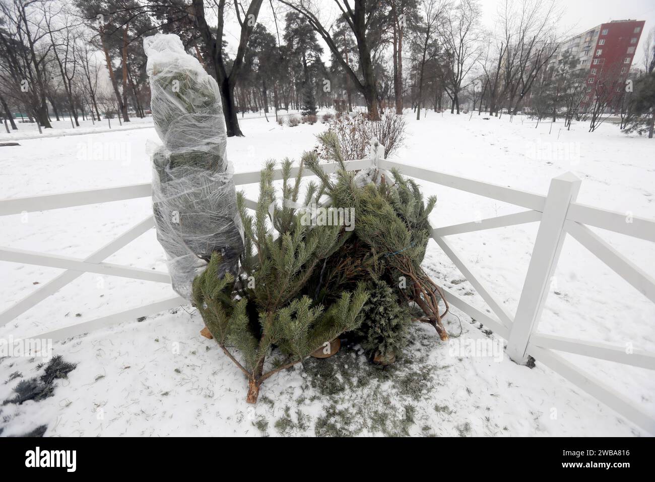 KIEW, UKRAINE - 09. JANUAR 2024 - Sammelstelle für Weihnachtsbäume für ökologisches Recycling in der Kioto-Straße, Kiew, Hauptstadt der Ukraine. Stockfoto
