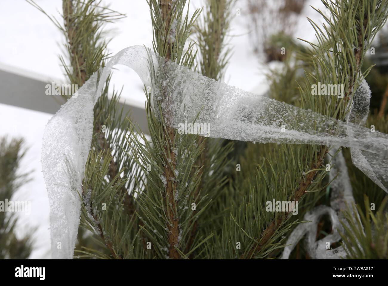 KIEW, UKRAINE - 09. JANUAR 2024 - Sammelstelle für Weihnachtsbäume für ökologisches Recycling in der Kioto-Straße, Kiew, Hauptstadt der Ukraine. Stockfoto