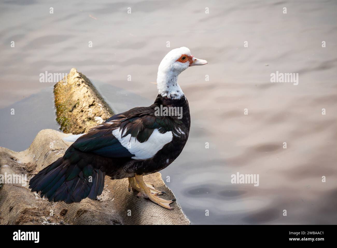 Eine schwarz-weiße Ente steht am Wasserrand auf einem Felsen Stockfoto