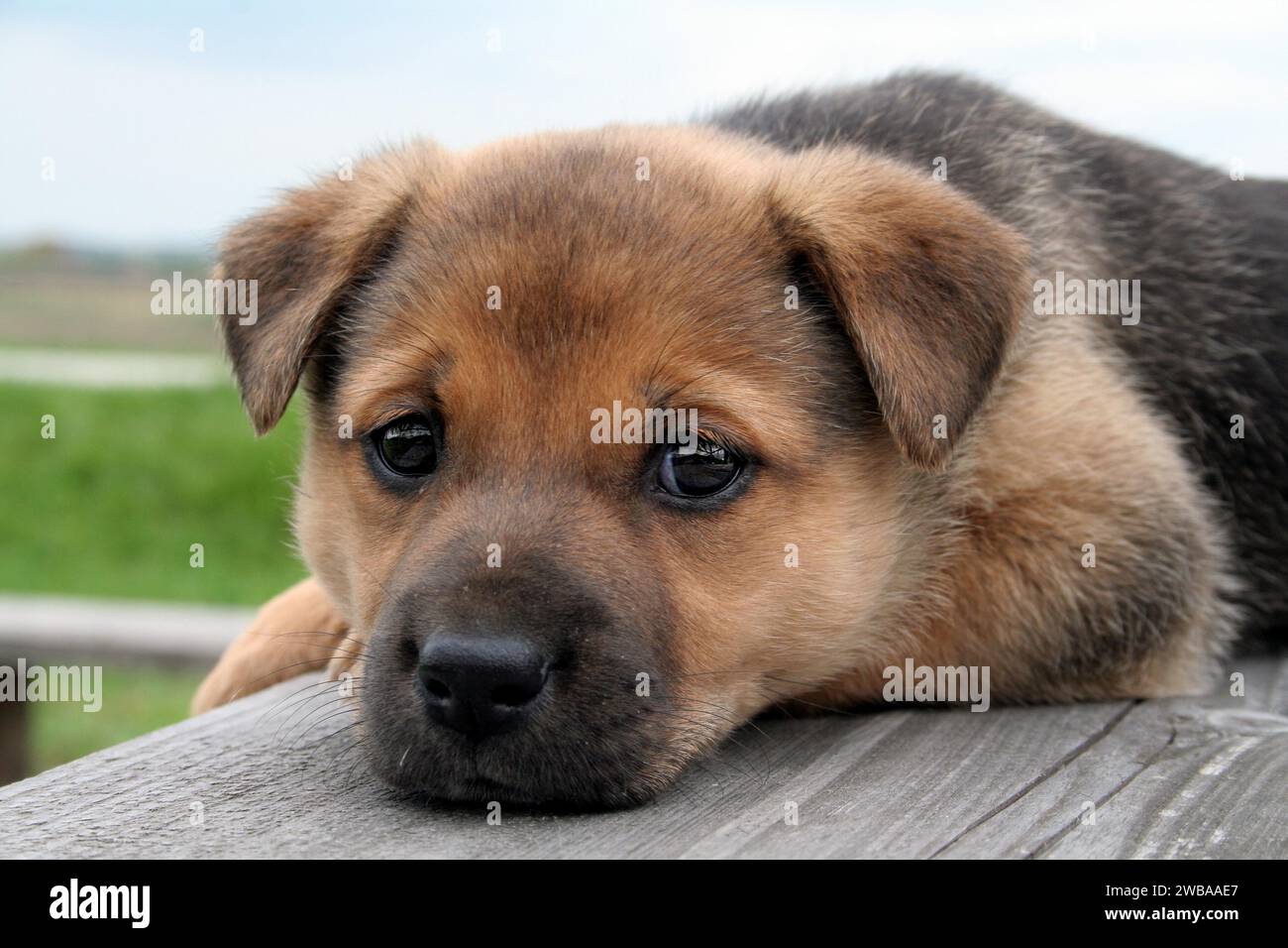 Cucciolo di cane stanco si riposa dopo una lunga passeggiata Stockfoto