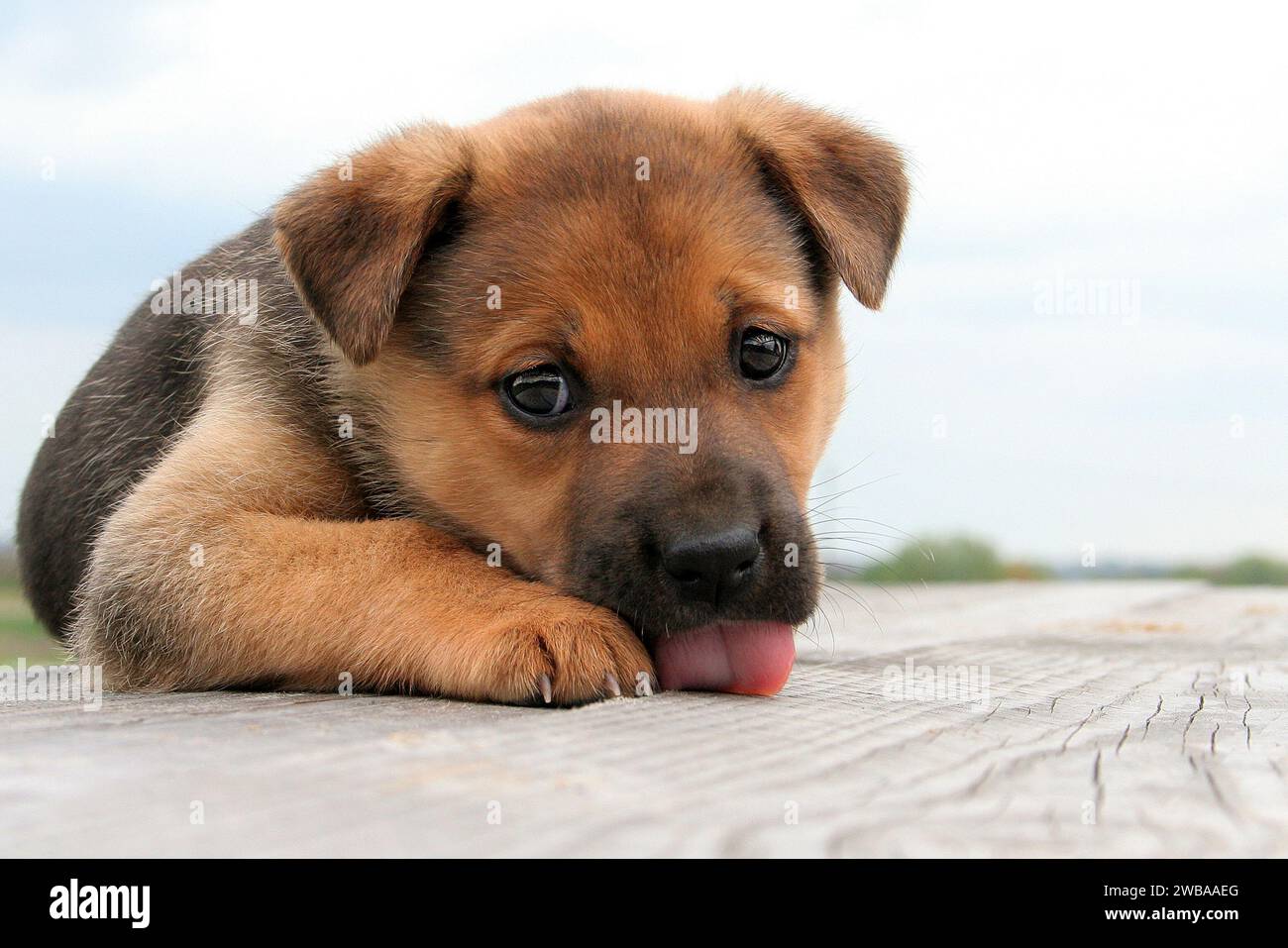 Dolcissimo cucciolo di Cane Stockfoto