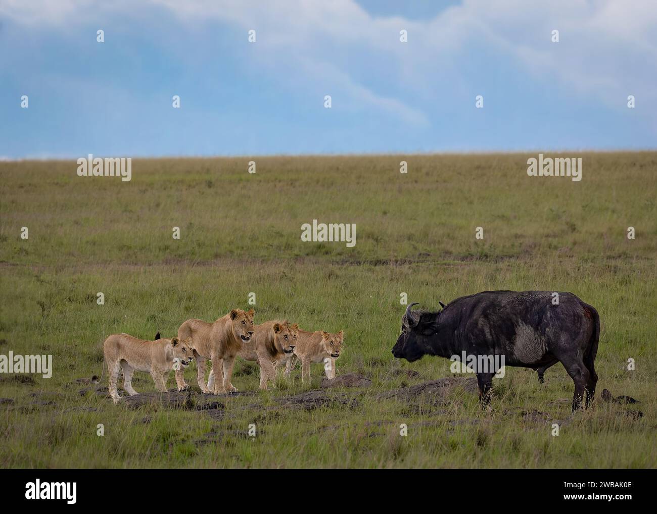 Eine Gruppe von vier jungen Löwen stellt sich mutig einem kolossalen Wasserbüffel in der Wildnis gegenüber. Stockfoto