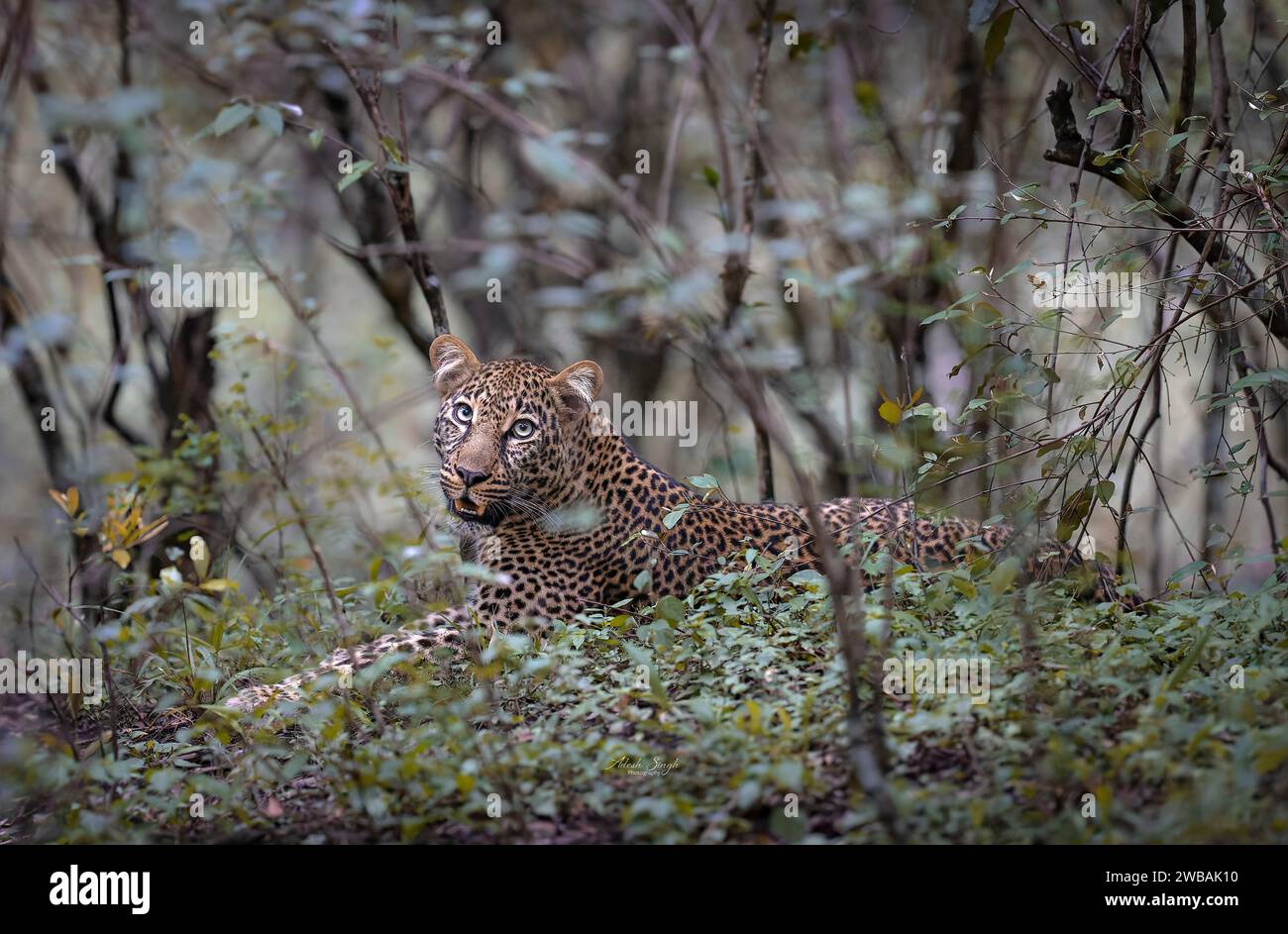 Ein einsamer Leopard liegt in einem dichten Wald. Stockfoto