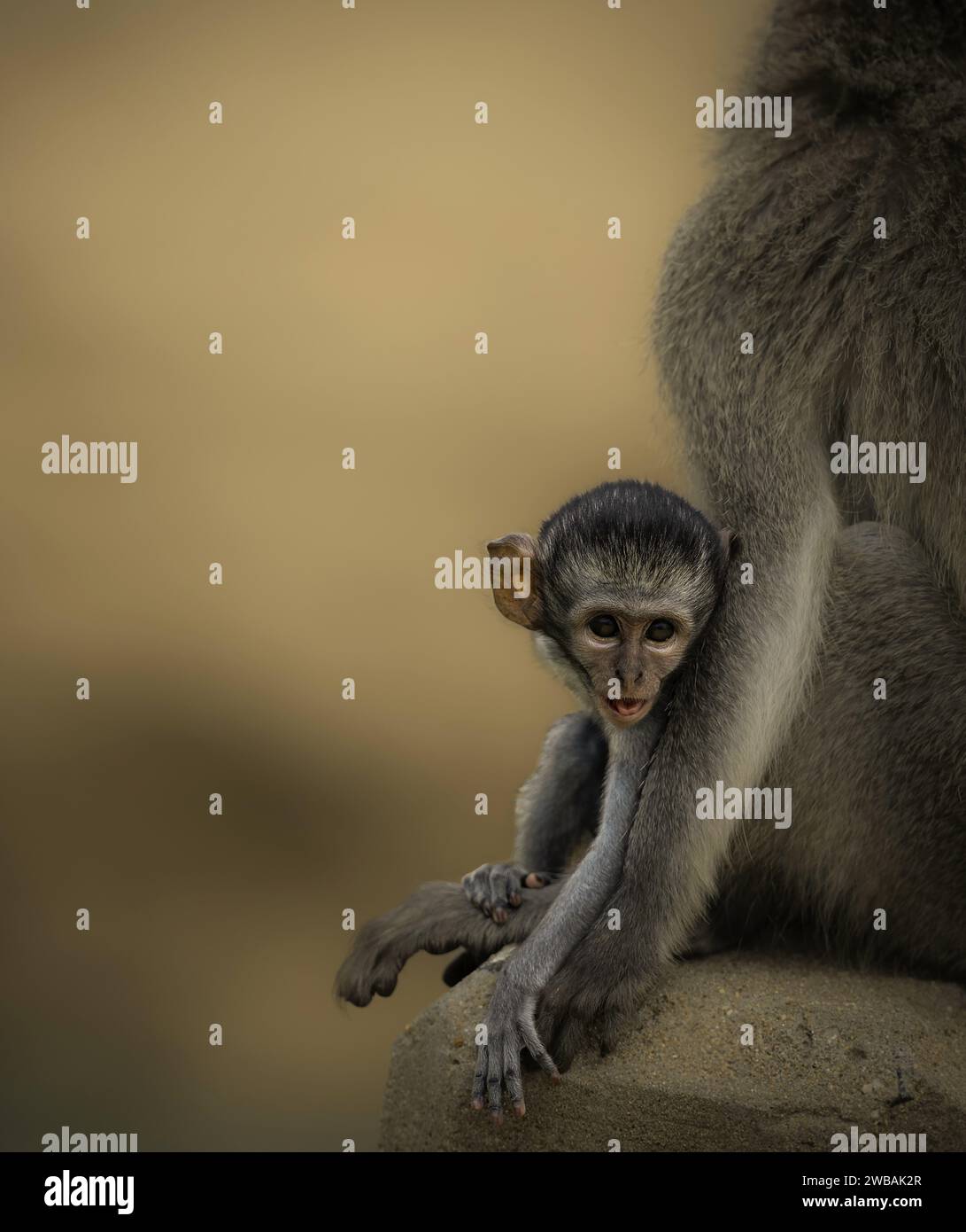 Ein niedlicher, süßer, verwunschener Affe schaut in die Kamera, während er an seiner Mutter hängt. Stockfoto