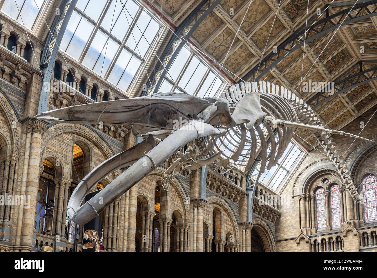 London, Großbritannien - 19. Mai 2023: Blauwal-Skelett in der Haupthalle des Natural History Museum of London, Großbritannien Stockfoto