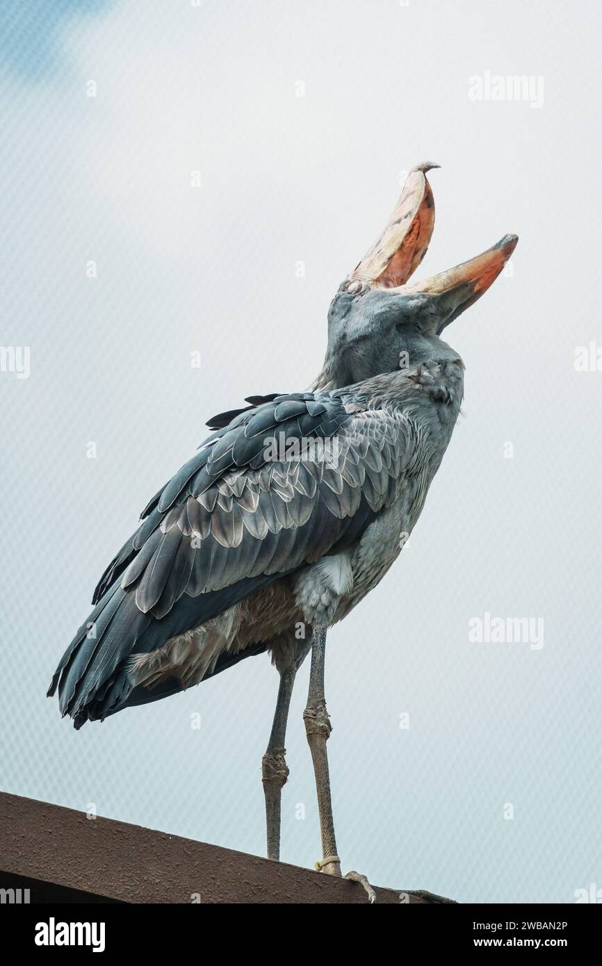 Eine Nahaufnahme eines Schuhpanzers (Balaeniceps rex), auch bekannt als Walkopfstorch, und eines Schuhschnabelstorchs, der ein großer langbeiniger Watvogel ist Stockfoto