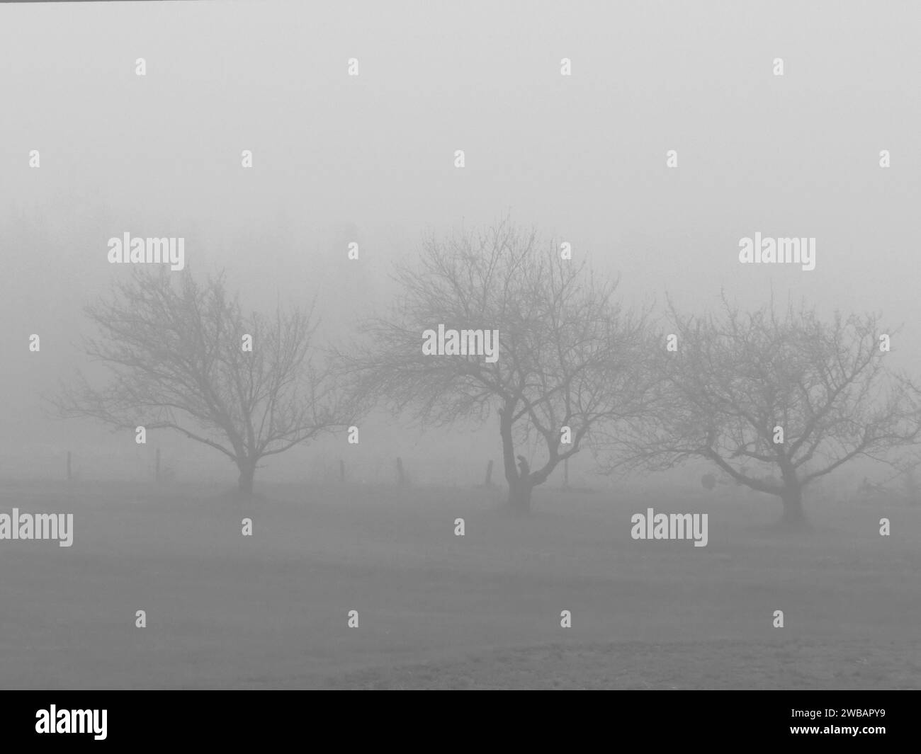 Ein schwarz-weißer Metalldruck zeigt eine malerische Landschaft mit mehreren Bäumen, umgeben von Nebel in ländlicher Atmosphäre während der Nacht Stockfoto