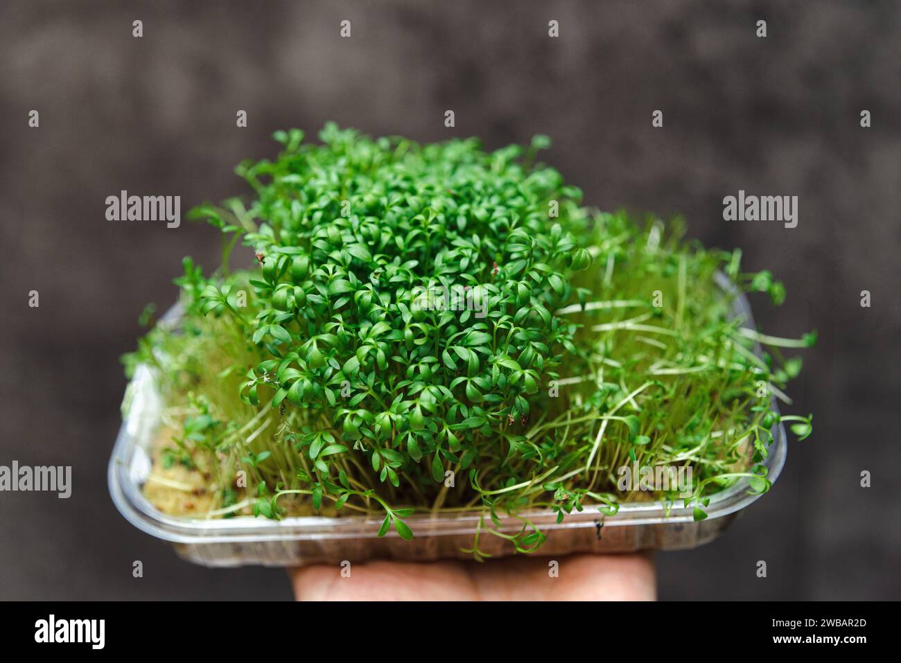 Nahaufnahme einer Hand, die einen klaren Behälter mit üppiger grüner Gartenkresse hält, eine nährstoffreiche Sprosssorte für gesunde Ernährung. Stockfoto