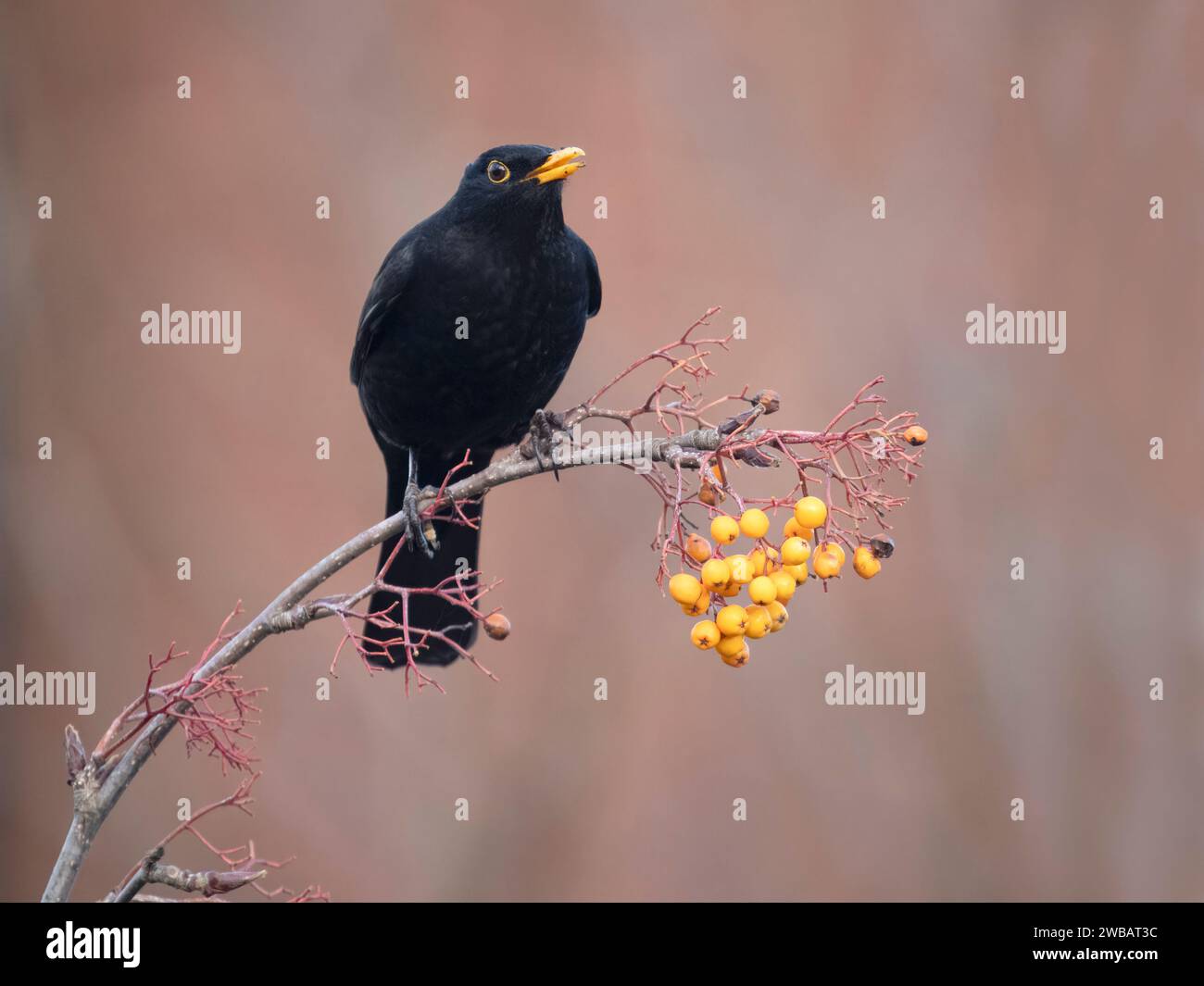 Blackbird, Turdus Merula, Single Male on Beeren, West Midlands, Januar 2024 Stockfoto
