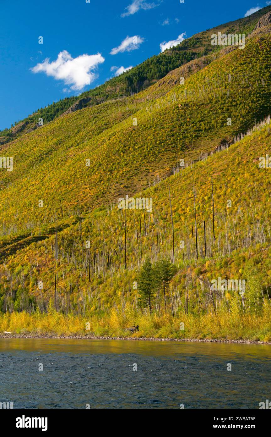 North Fork Flathead River, Flathead Wild and Scenic River, Flathead National Forest, Montana Stockfoto