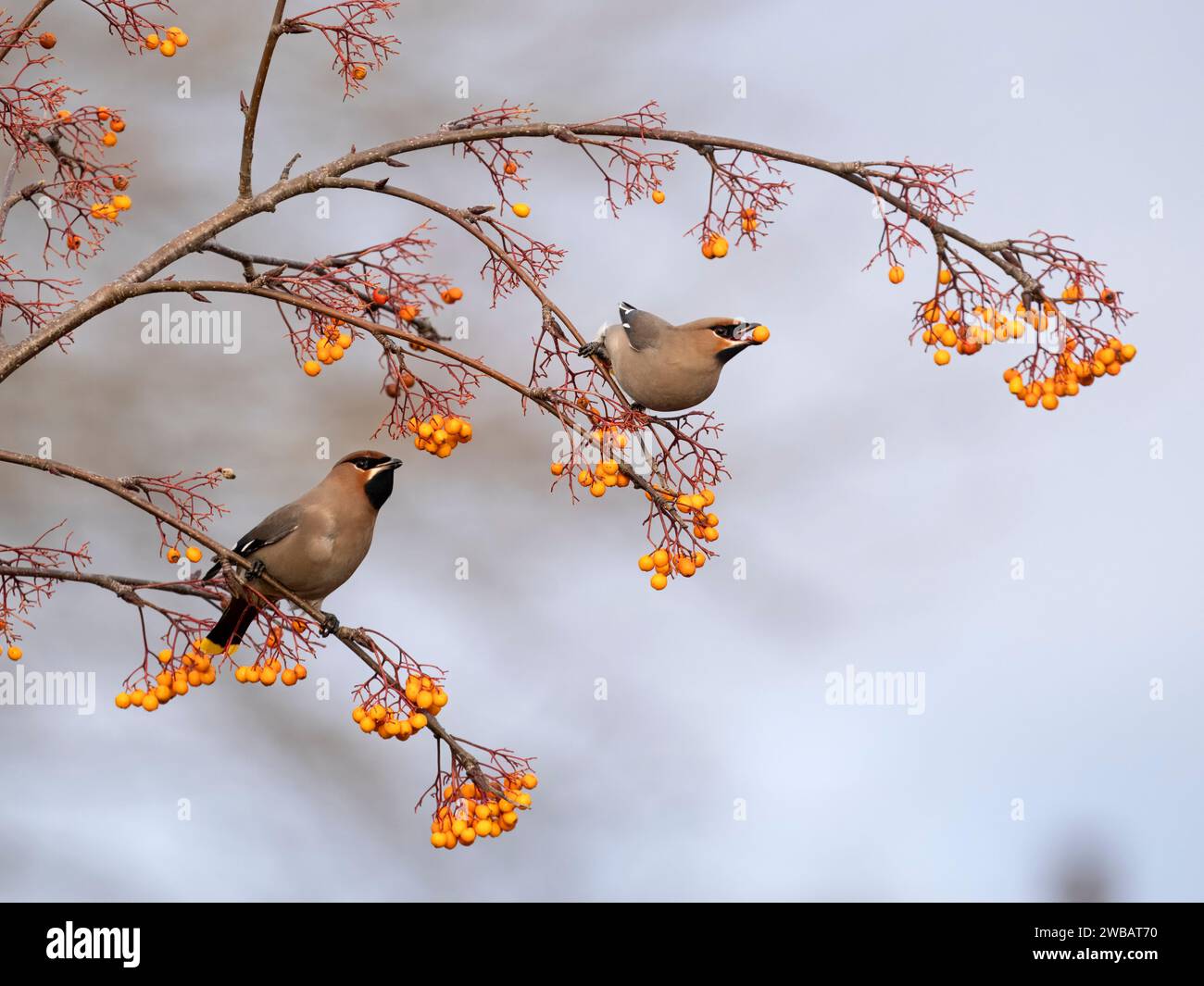 Wachsflügel, Bombycilla garrulus, zwei Vögel auf Beeren, West Midlands, Januar 2024 Stockfoto