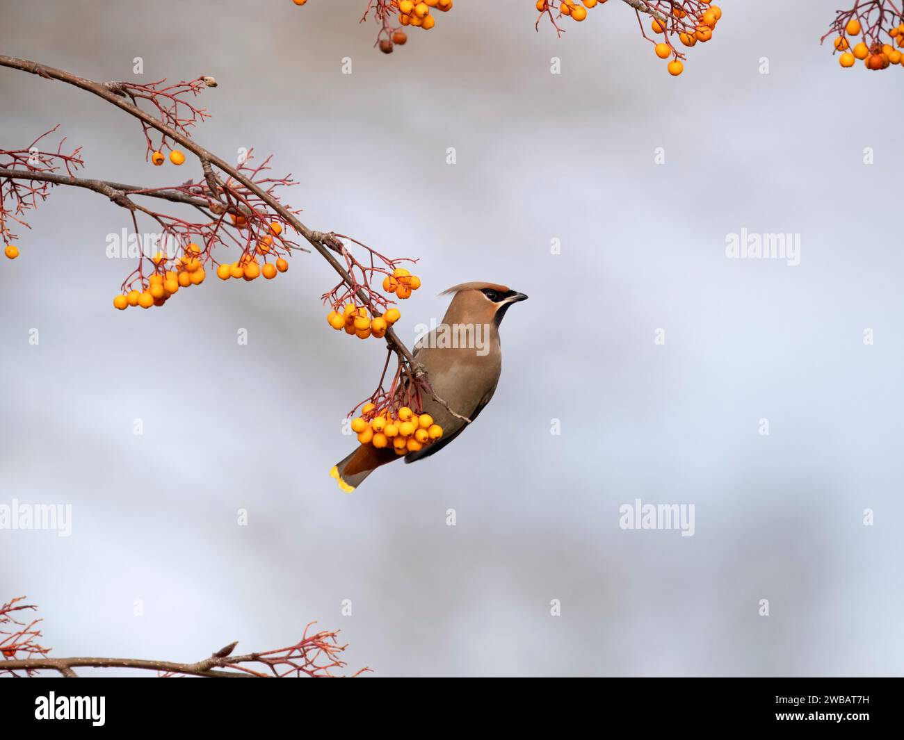 Wachsflügel, Bombycilla Garrulus, einzelner Vogel auf Beeren, West Midlands, Januar 2024 Stockfoto