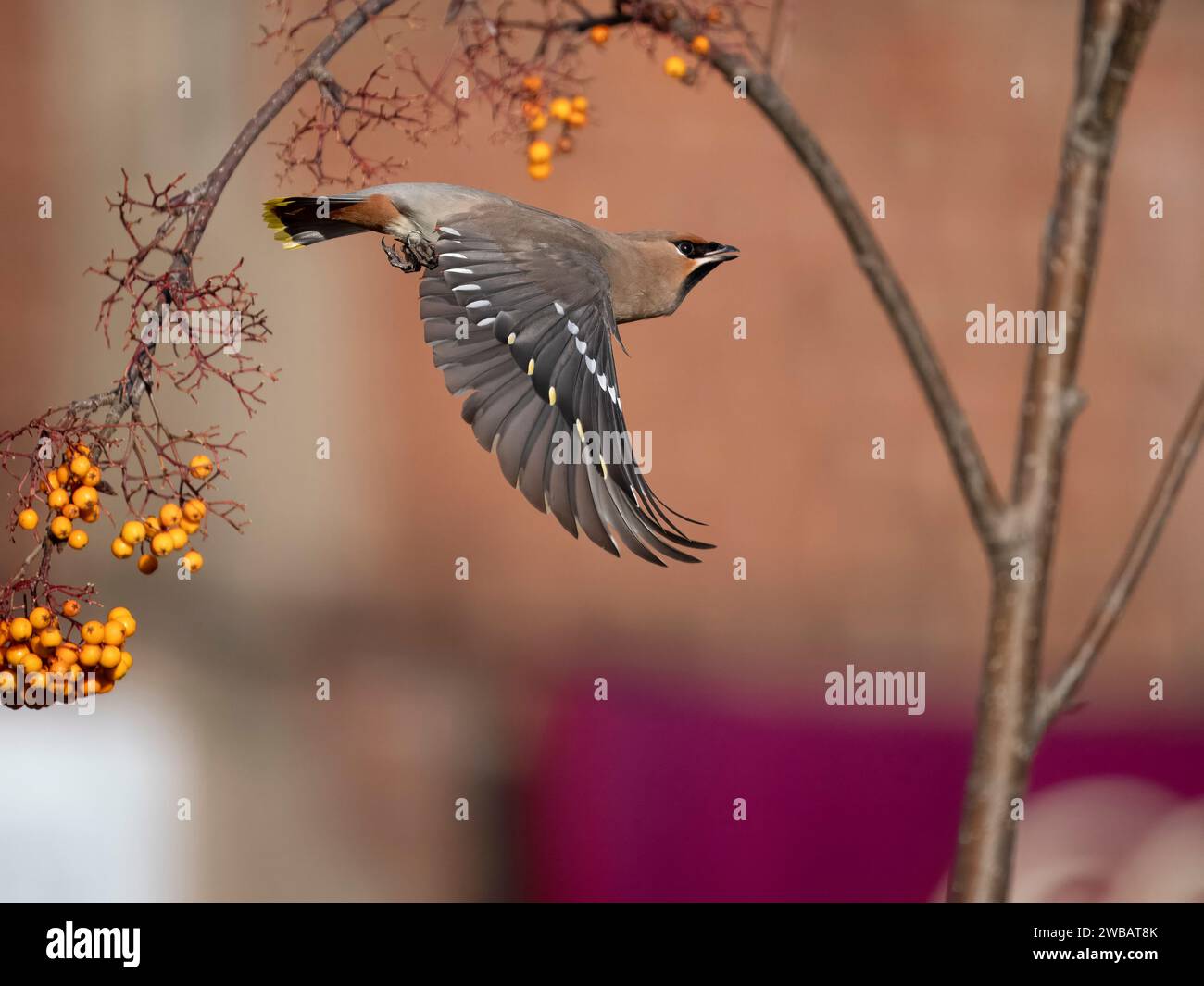 Wachsflügel, Bombycilla garrulus, Einzelvogel im Flug, West Midlands, Januar 2024 Stockfoto