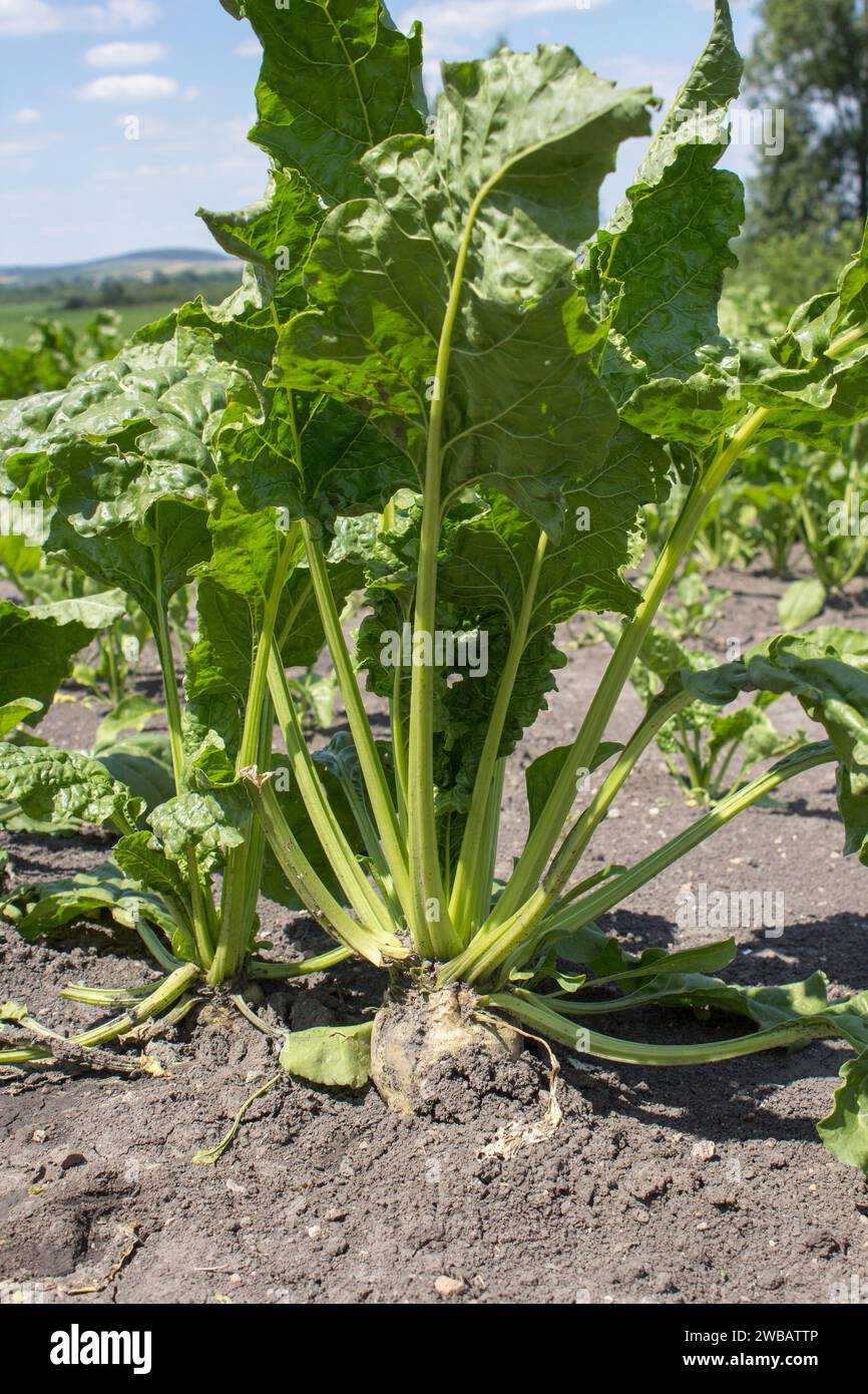 Eine Nahaufnahme der Rüben auf dem Feld wächst auf dem Feld der landwirtschaftlichen Flächen Stockfoto